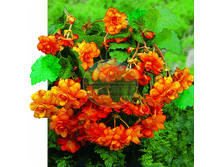 ������� ������� ��������.png