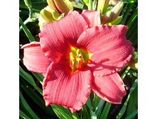 �������� ������ ��� ��� 130,2�.jpg