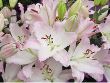 ����� ���� ������� 5�� 175,9�.jpg