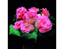 ������� ������� ����.png