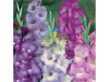 ��������� ��� ����� 12.jpg