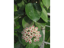 ���������� - ���� ..