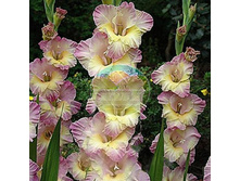 ��������� ���� 12.jpeg