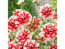 �������� ����� ���.jpg