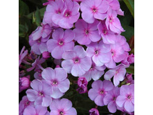 ����� ����� ���� 66�