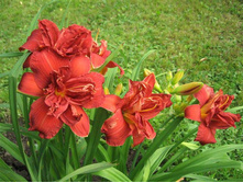 �������� ���� ���������� 274,8�