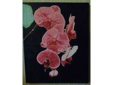 ����� elenaf