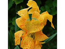 ����� �������.png