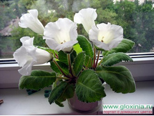 ���������  ���� ����� 3�� 176,4�