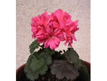 Brookside Flamenko(����)