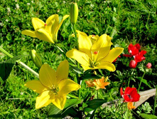 ����� ������ �����.jpg