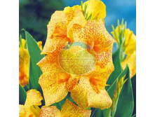 ����� ��������.jpg