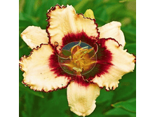 �������� ����� �����.png