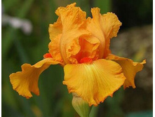 ���� ����� ������ 118,8�