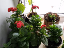 20150131_145243.jpg