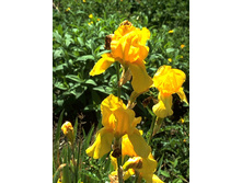 ����  ��������� ������