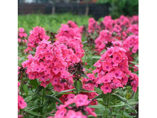 ����� ������� 58,8�