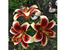 ����� ��� ���� 210�