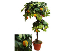 �� 100/�2/24� - 2750