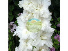 ��������� ������� ��������� 14.jpg