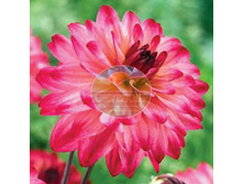 �������� ��������� ��������� ��.jpg