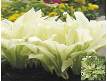 ����� ���� ���� 178,8�