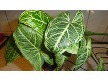 ��������� Syngonium (T26) Golden Veinnation