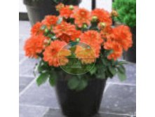 �������� ������������.png