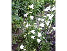 ����������� �������������� ����������