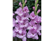 ��������� ����� 96�.jpg