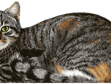 ������ .jpg