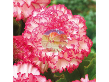 ������� ���������.jpg