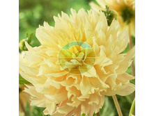 �������� ������� �������.jpg