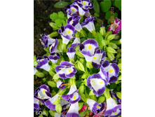 ������� ��. ����2.jpg