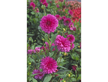 �������� ������� 113,4�