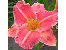 �������� ����� �����.jpg