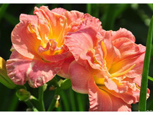 �������� ����� ����� 226,8�