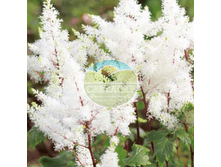 �������� ��� ��� ����.png