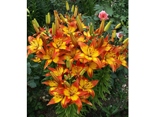 ����� ������ 210� 5 ��.jpg