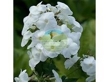 ����� ���������.jpg