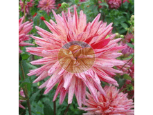 �������� ���� ������.png