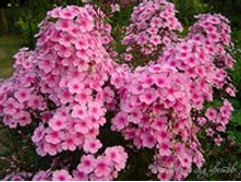 ����� ���� ������ 66�