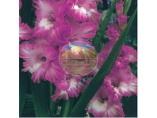 ��������� �������� ������� 12.jpg