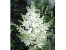 ���� ����*