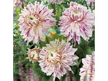 �������� �������.jpg