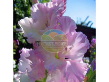 ��������� ������� ������� 14.jpg