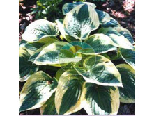 ����� ���� ����.jpg