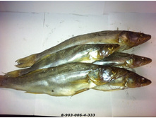 ����� - 390 �..jpg