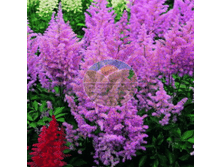 �������� ������� �����  (1 ��) ������������.png