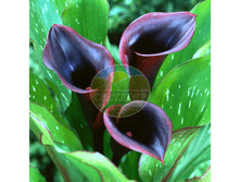 ����� ������ 14.png